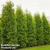 Thuja Occidentalis 'King Of Brabant'