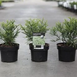 Thujopsis Dolabrata 'Variegata' -Flourish Flora THUJ VARIEGATA S46098 NOW