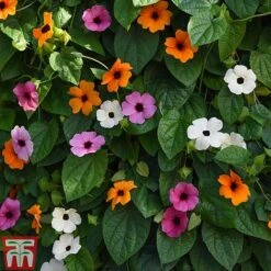 Thunbergia 'Sunny Susy Collection' -Flourish Flora THUN TKA0225 B