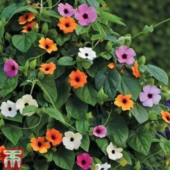 Thunbergia 'Sunny Susy Collection' -Flourish Flora THUN TKA0225 C