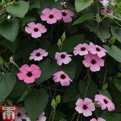 Thunbergia 'Sunny Susy Collection' -Flourish Flora THUN TKA0225 F