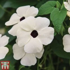 Thunbergia 'Sunny Susy Collection' -Flourish Flora THUN TKA0225 G