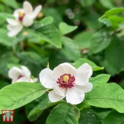 Magnolia Sieboldii -Flourish Flora TKA3242 MAGN 2