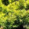 Picea Glauca 'Jalako Gold'