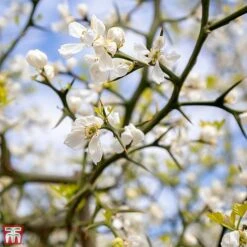 Citrus Trifoliata -Flourish Flora TKA3374 CITR 3