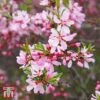 Prunus Tenella 'Fire Hill'