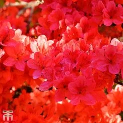 Rhododendron 'Stewartstonian' -Flourish Flora TKA3420 RHOD 1