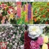 Perennial Saver Collection