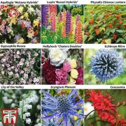 Perennial Saver Collection -Flourish Flora TM9p