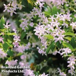 Trachelospermum Trio -Flourish Flora TRAC PINKYWING L21451