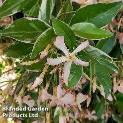 Trachelospermum Jasminoides 'Star Of Milano' -Flourish Flora TRAC STARMILAN S50989