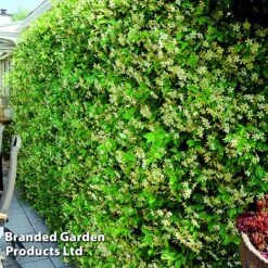 Trachelospermum Jasminum 'Star Of Toscana' -Flourish Flora TRAC STAROFTOS S09272