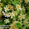 Trachelospermum Jasminum 'Star Of Toscana'