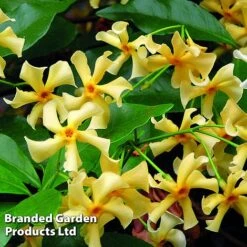 Trachelospermum Jasminum 'Star Of Toscana' -Flourish Flora TRAC STAROFTOS S09276