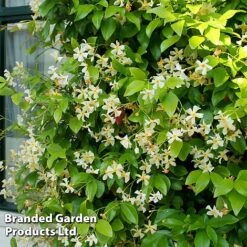 Trachelospermum Jasminum 'Star Of Toscana' -Flourish Flora TRAC STAROFTOS S09277