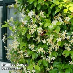 Trachelospermum Trio -Flourish Flora TRAC STAROFTOS T40591