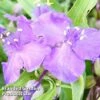 Tradescantia J C Weguelin