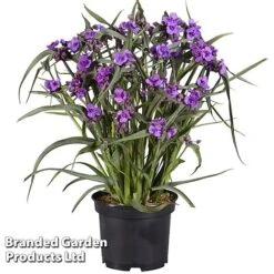 Tradescantia 'JS&reg; Brainstorm' -Flourish Flora TRAD BRAINSTOR H41253
