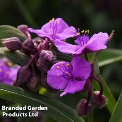 Tradescantia 'JS&reg; Brainstorm' -Flourish Flora TRAD BRAINSTOR H41255