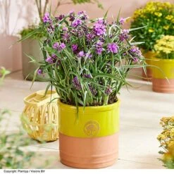 Tradescantia 'JS&reg; Brainstorm' -Flourish Flora TRAD BRAINSTOR H41258