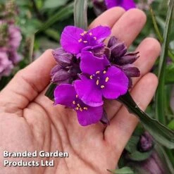 Tradescantia 'JS&reg; Brainstorm' -Flourish Flora TRAD BRAINSTOR H41260