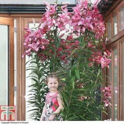 Tree Lily Collection -Flourish Flora TREE P89622 A h1