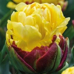 Tulip 'Ice Cream Duo' -Flourish Flora TULI KB1641 C