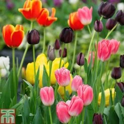 Tulip 'Full Border Mix' -Flourish Flora TULI T71447 A