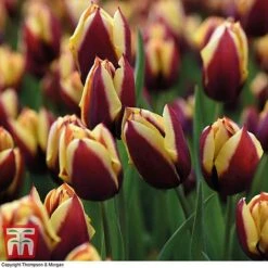 Tulip 'Striped Mix' -Flourish Flora TULI TKA7174 C