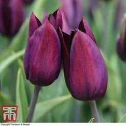 Tulip 'Striped Mix' -Flourish Flora TULI TKA7174 D