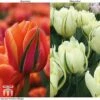 Tulip 'Queensday' And 'White Valley' Collection