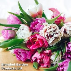 Spring Bulb Bumper Pack -Flourish Flora TULI FLORISTST L38162w