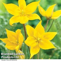 Spring Bulb Beach Collection -Flourish Flora TULI SYLVESTRI H32488