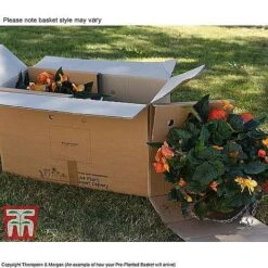 Sherbet Lemon -Flourish Flora TUTT KB3436 DD2