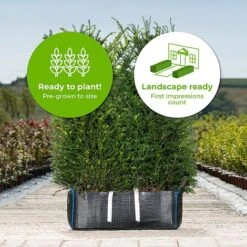 English Yew Ready Bag Instant Hedge 1m (pre-grown) -Flourish Flora Taxus20baccata20copy20 202