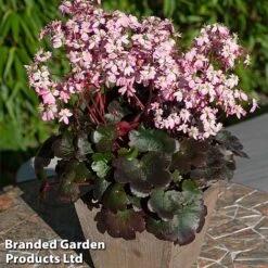 Saxifraga Dancing Pixies Duo -Flourish Flora Tilly