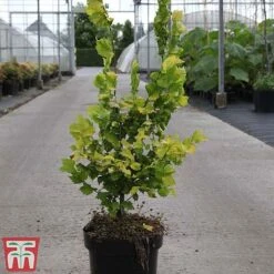 Ulmus X Hollandica 'Wredei' -Flourish Flora ULMU TKA3638 B