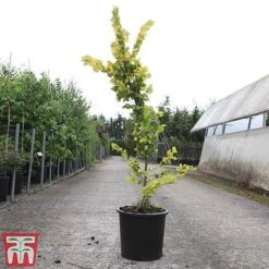 Ulmus X Hollandica 'Wredei' -Flourish Flora ULMU TKA3638 C