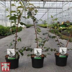 Ulmus Minor Subsp. Sarniensis -Flourish Flora ULMU TKA3644 A