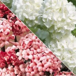 Viburnum Duo -Flourish Flora Untitled 119