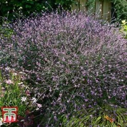 Verbena Officinalis Var. Grandiflora 'Bampton' -Flourish Flora VERB KB3205 B