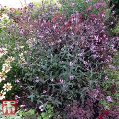Verbena Officinalis Var. Grandiflora 'Bampton' -Flourish Flora VERB KB3205 D