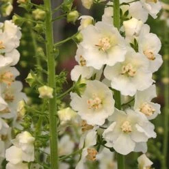 Verbascum Phlomoides 'Snow Maiden'