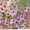 Verbascum X Hybrida 'Southern Charm'