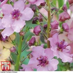 Verbascum X Hybrida 'Southern Charm' -Flourish Flora VERB T74435 C
