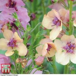Verbascum X Hybrida 'Southern Charm' -Flourish Flora VERB T74435 D