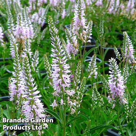 Veronica 'Inspire Pink' 1 Veronica 'Inspire Pink'