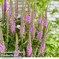 Veronica 'Lavender Lightsaber' -Flourish Flora VERO LAVLIGHTS S35065