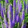 Veronica Spicata 'Ulster Dwarf Blue'