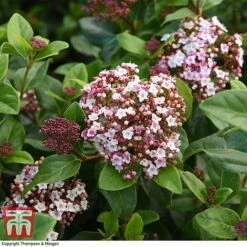 Viburnum Tinus 'Lisarose' -Flourish Flora VIBU 6209 A3